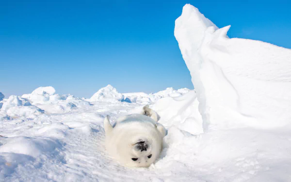 A playful seal pup resting on bright white snow under a clear blue sky, captured in stunning 4K Ultra HD for a serene PC desktop wallpaper.