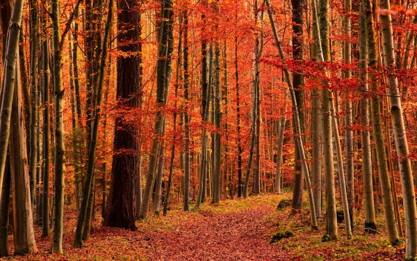 Earth Fall Forest Path Leaf orange HD Wallpaper | Background Image