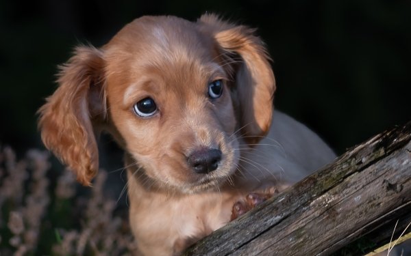 Animal Spaniel Dogs Puppy Dog Pet Baby Animal HD Wallpaper | Background Image