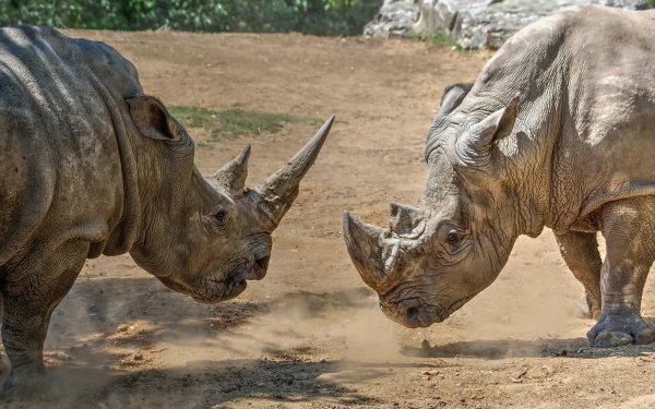 Animal Rhino Rhinoceros HD Wallpaper | Background Image