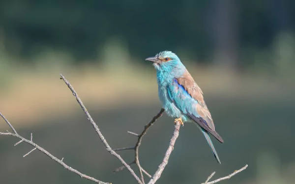  European Roller (coracias garrulus)