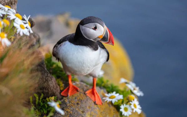 bird flower Animal puffin HD Desktop Wallpaper | Background Image
