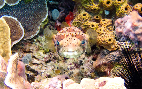 sea life reef fish Animal pufferfish HD Desktop Wallpaper | Background Image