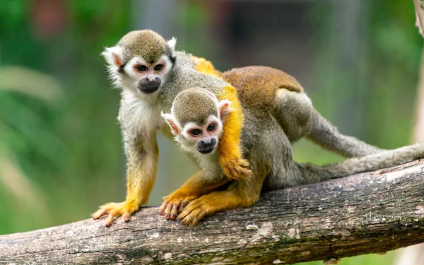  Mother Squirrel Monkey with her Baby