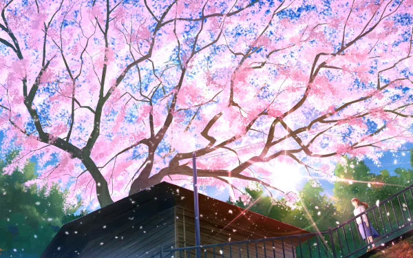 spring cherry blossom sakura Anime tree Spring Anime HD Desktop Wallpaper | Background Image
