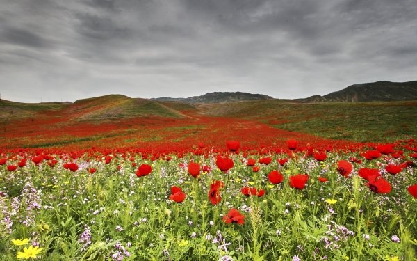 Nature Meadow Landscape Flower Red Flower Poppy HD Wallpaper | Background Image