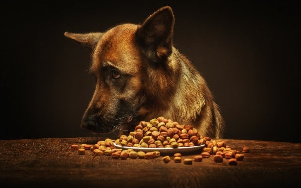 Animal German Shepherd Dogs Dog HD Wallpaper | Background Image
