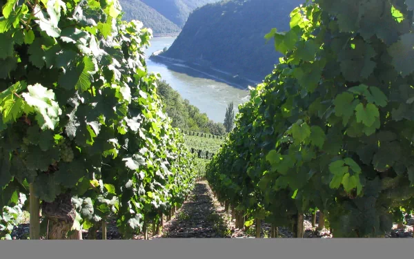 Man-made terraced vineyard rows descending toward a river and rolling hills, lush green vines and sunlight — HD PC desktop wallpaper and background.