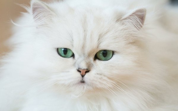 Animal Cat Cats HD Wallpaper | Background Image