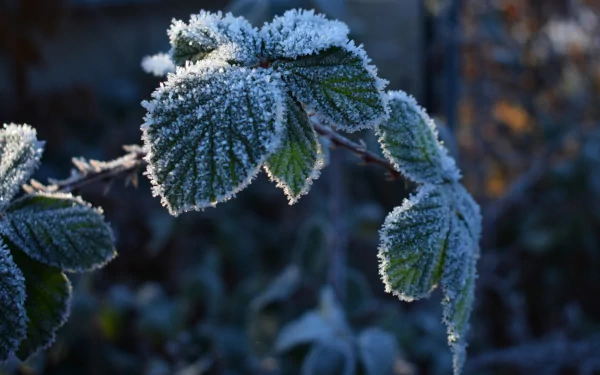 frost nature leaf HD Desktop Wallpaper | Background Image