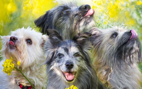 Animal Dog Dogs HD Wallpaper | Background Image