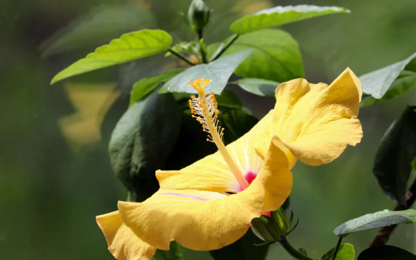 nature hibiscus HD Desktop Wallpaper | Background Image