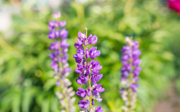 nature lupine HD Desktop Wallpaper | Background Image