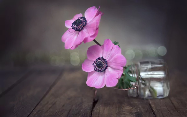 anemone man made flower HD Desktop Wallpaper | Background Image
