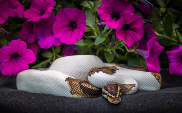 petunia snake flower Animal python HD Desktop Wallpaper | Background Image