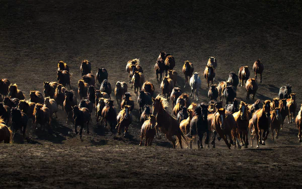 herd Animal horse HD Desktop Wallpaper | Background Image