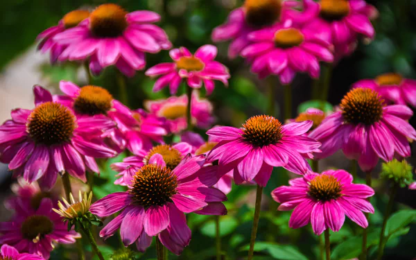 nature echinacea HD Desktop Wallpaper | Background Image