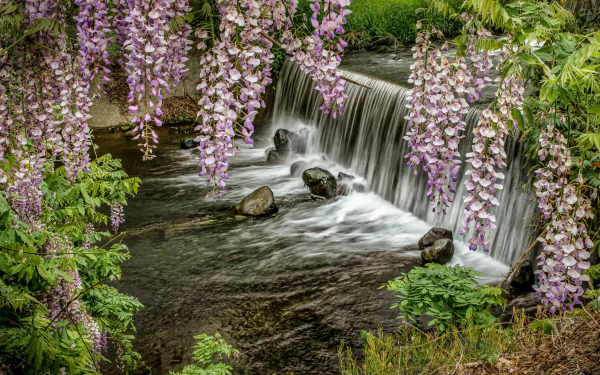 wisteria river nature waterfall HD Desktop Wallpaper | Background Image