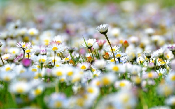 Earth Chamomile Meadow White Flower Flower HD Wallpaper | Background Image