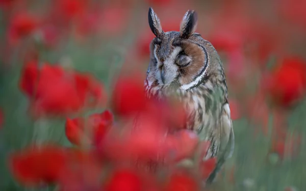 long eared owl bird flower Animal owl HD Desktop Wallpaper | Background Image