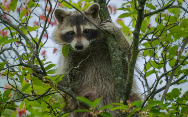 Animal raccoon HD Desktop Wallpaper | Background Image