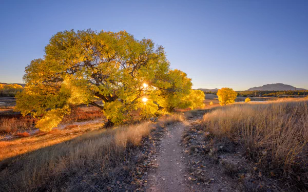 nature path HD Desktop Wallpaper | Background Image