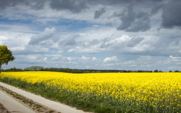 rapeseed man made road HD Desktop Wallpaper | Background Image