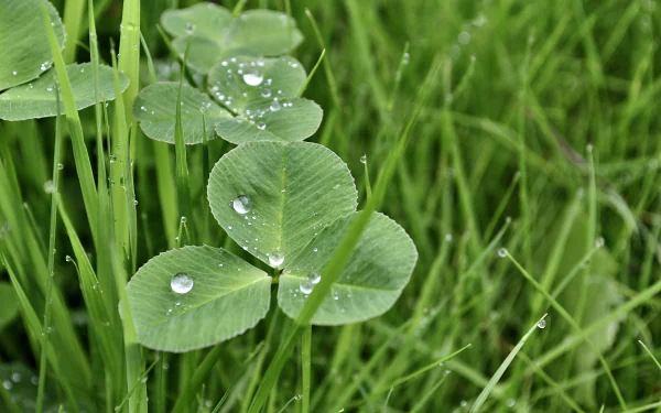 dew grass nature water drop HD Desktop Wallpaper | Background Image