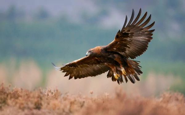 Animal golden eagle HD Desktop Wallpaper | Background Image