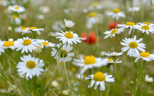 nature chamomile HD Desktop Wallpaper | Background Image