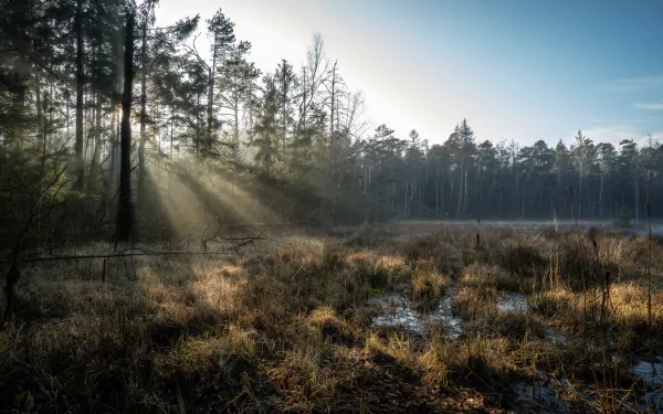 nature sunbeam HD Desktop Wallpaper | Background Image