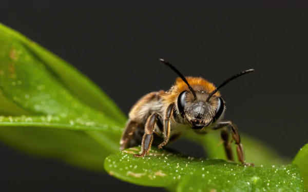 Animal bee HD Desktop Wallpaper | Background Image