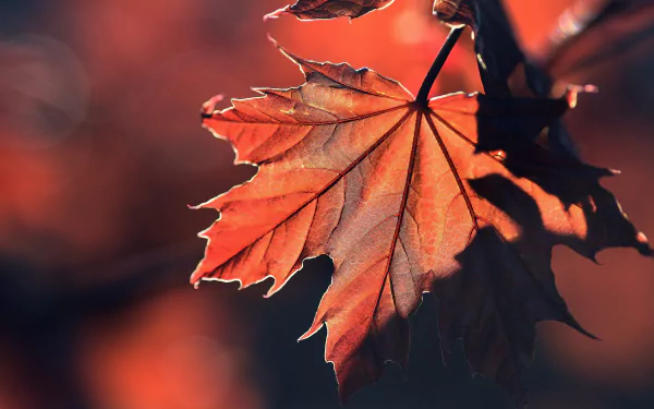 maple leaf nature leaf HD Desktop Wallpaper | Background Image