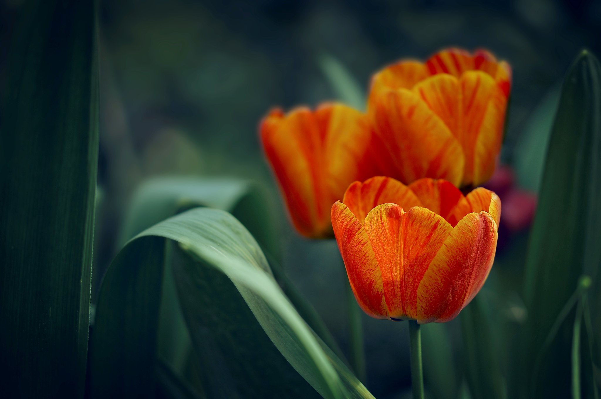 Download Nature Tulip HD Wallpaper