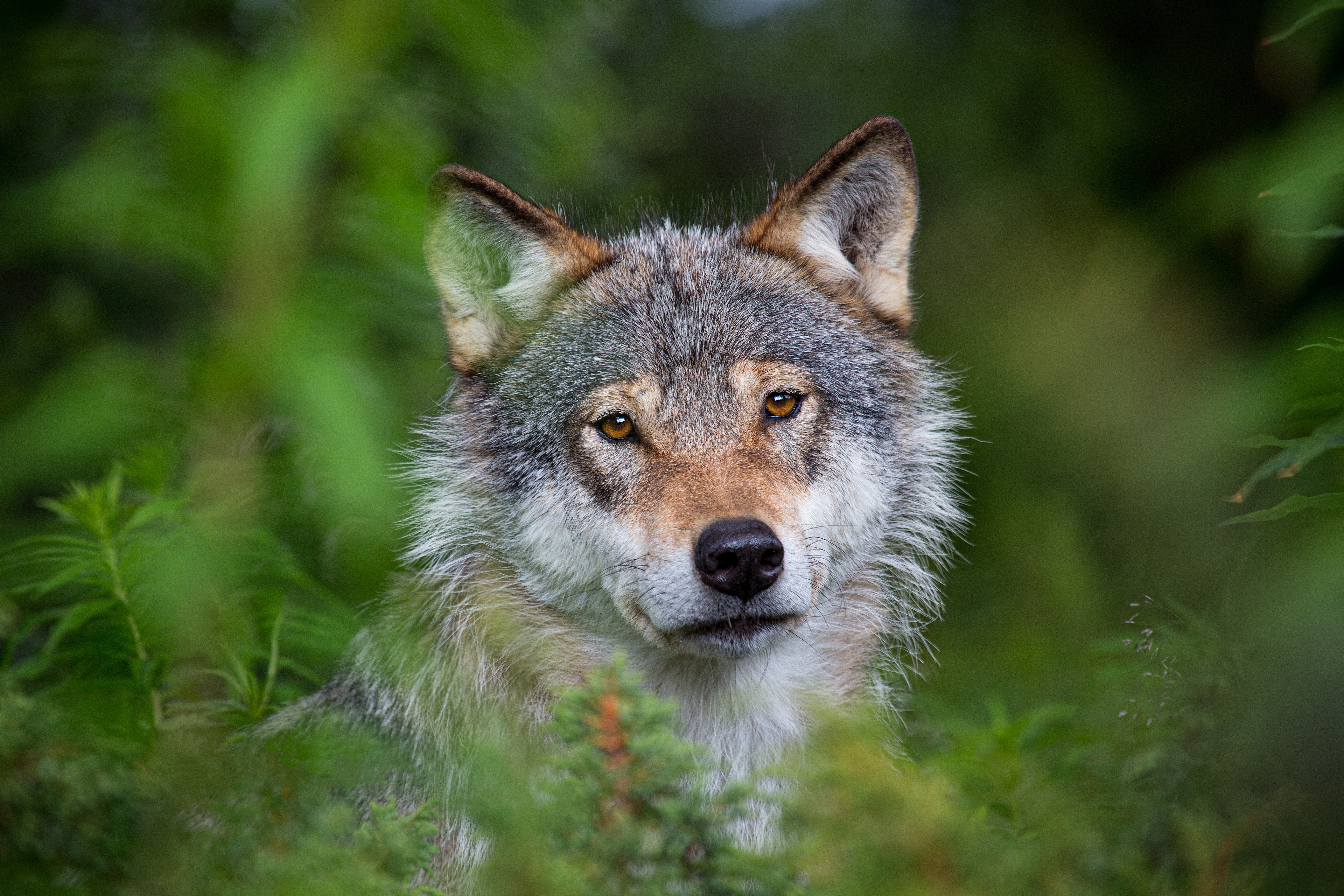 Download Animal Wolf 4k Ultra HD Wallpaper