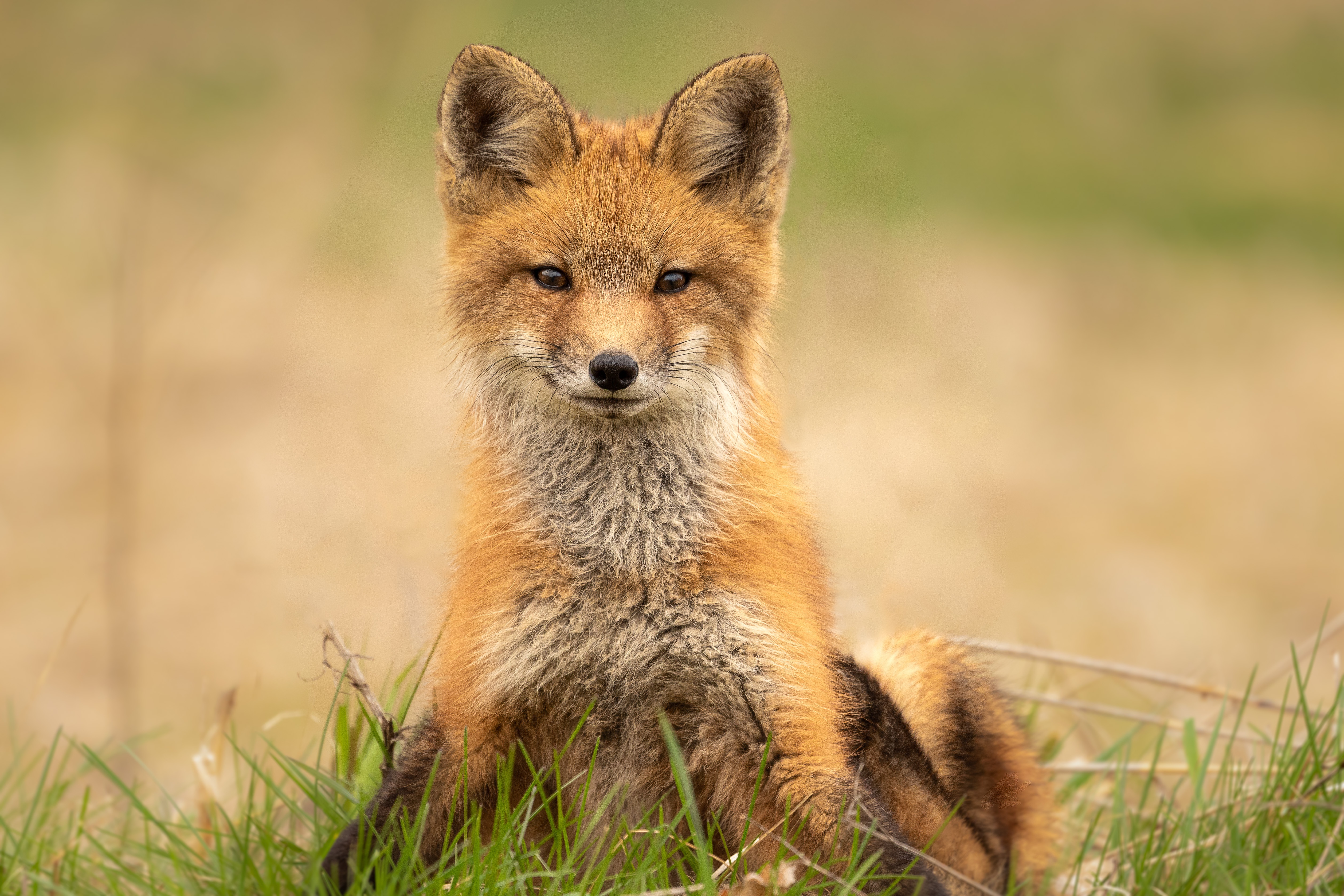 Animal Fox 4k Ultra HD Wallpaper