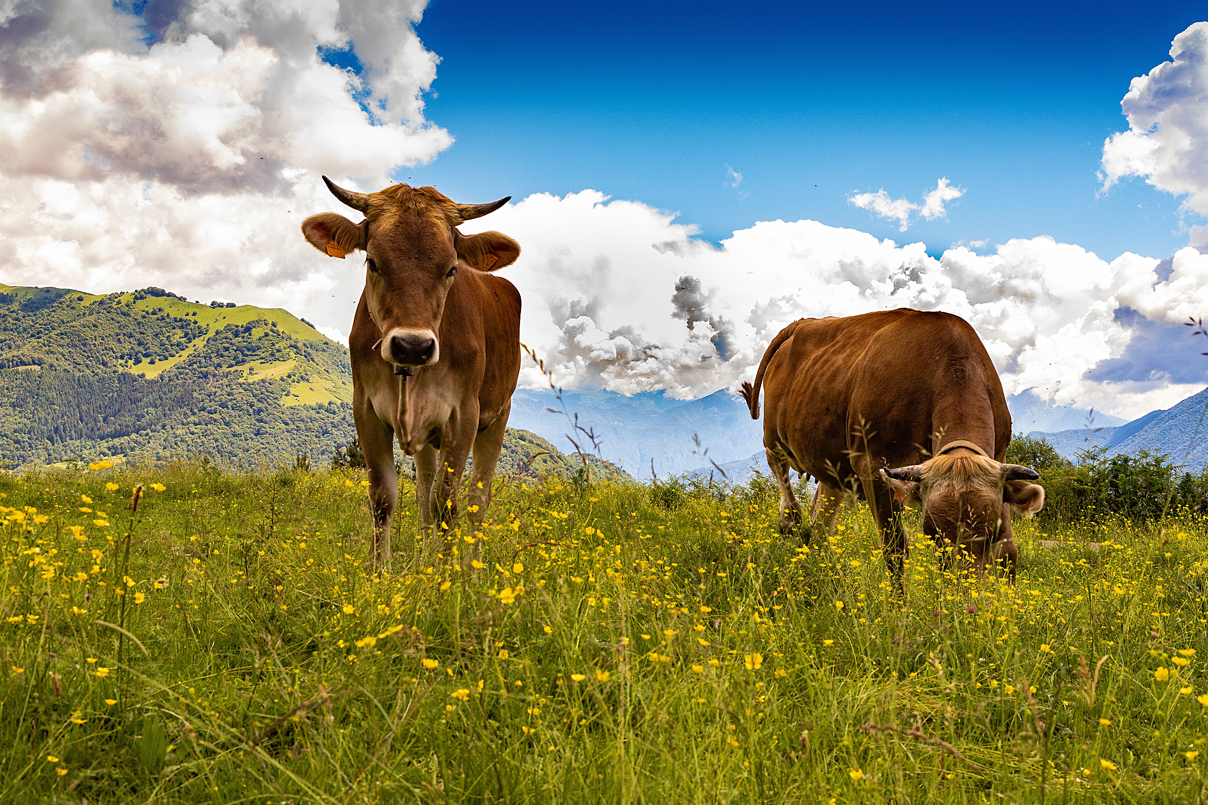 Cattle Photos Download The BEST Free Cattle Stock Photos  HD Images