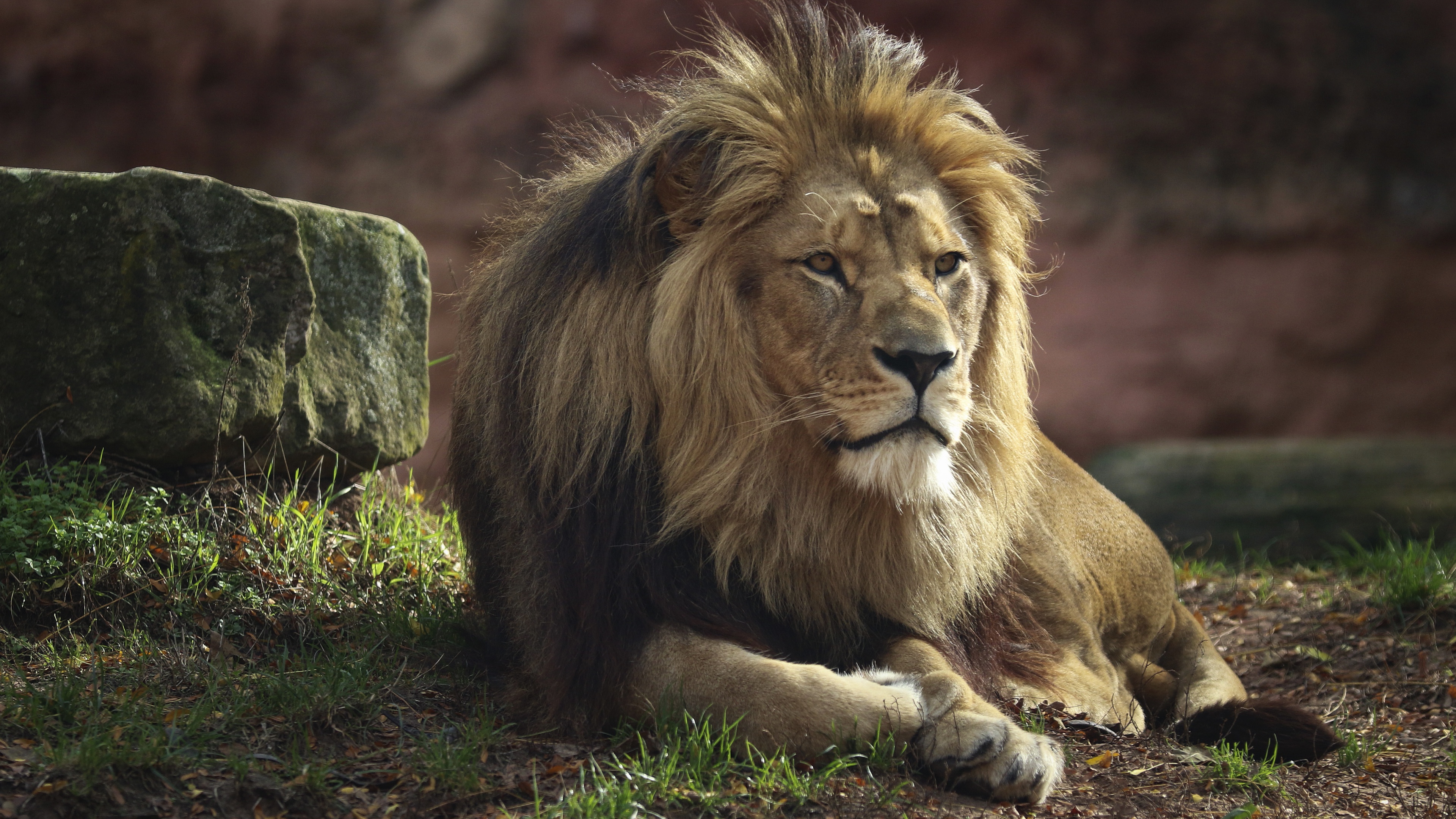 Animal Lion 4k Ultra HD Wallpaper