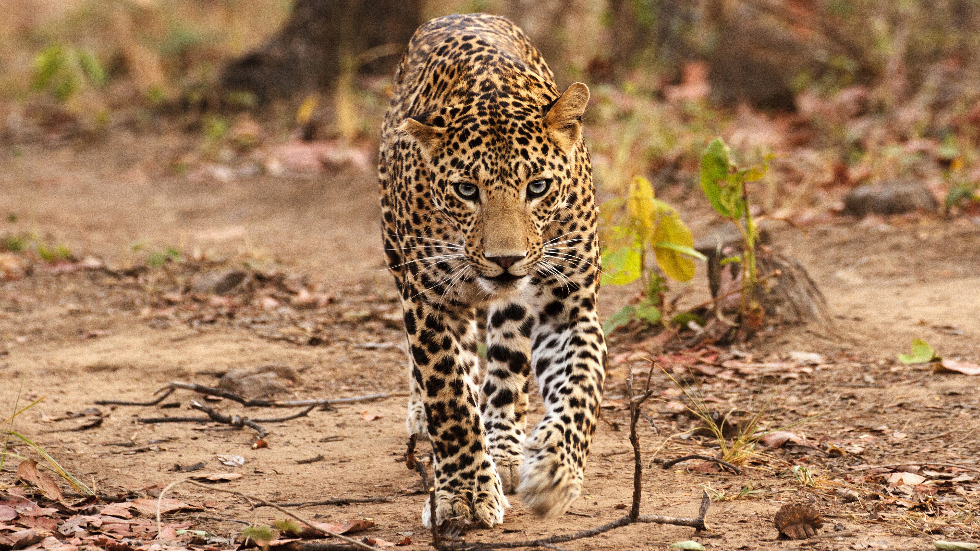 Download Animal Leopard 4k Ultra HD Wallpaper