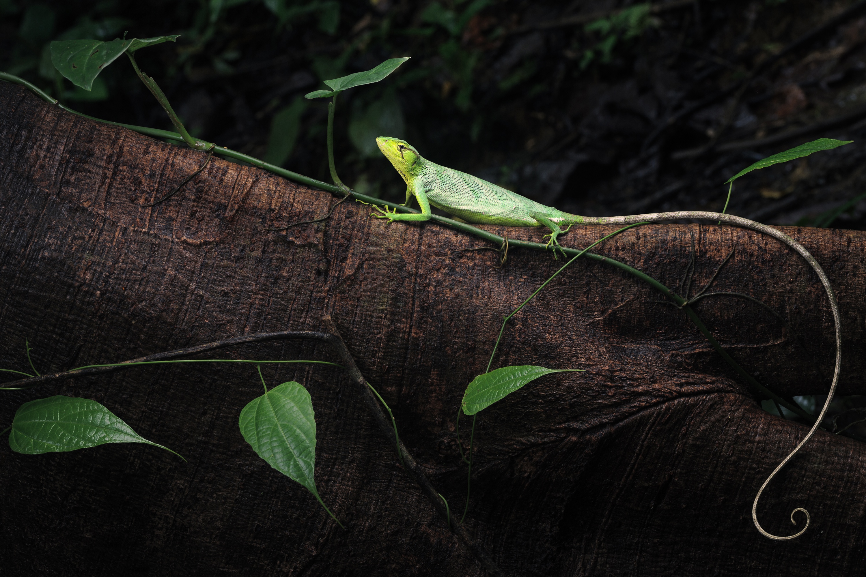 Download Tail Tree Leaf Log Animal Lizard HD Wallpaper
