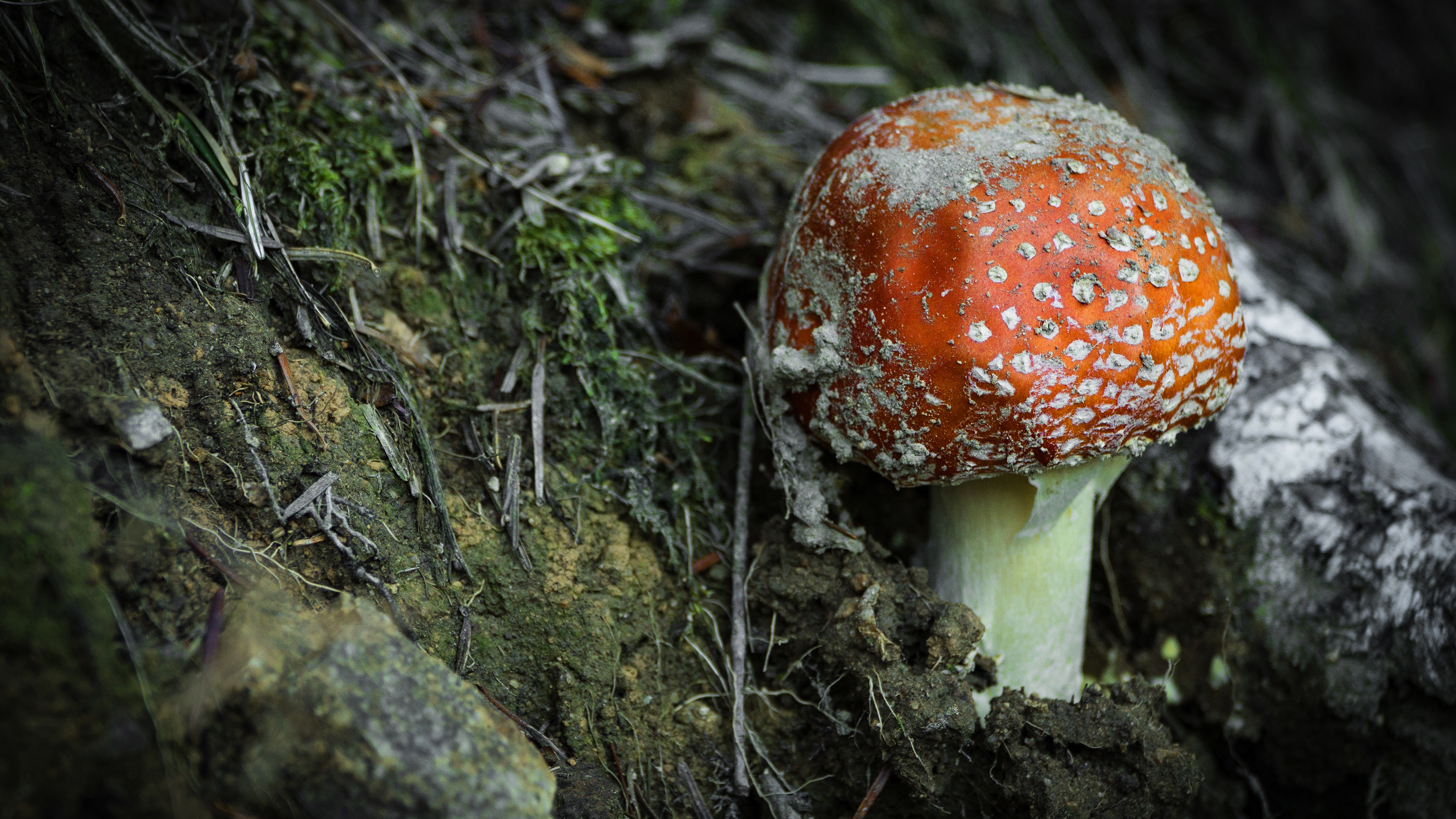 Nature Mushroom HD Wallpaper | Background Image
