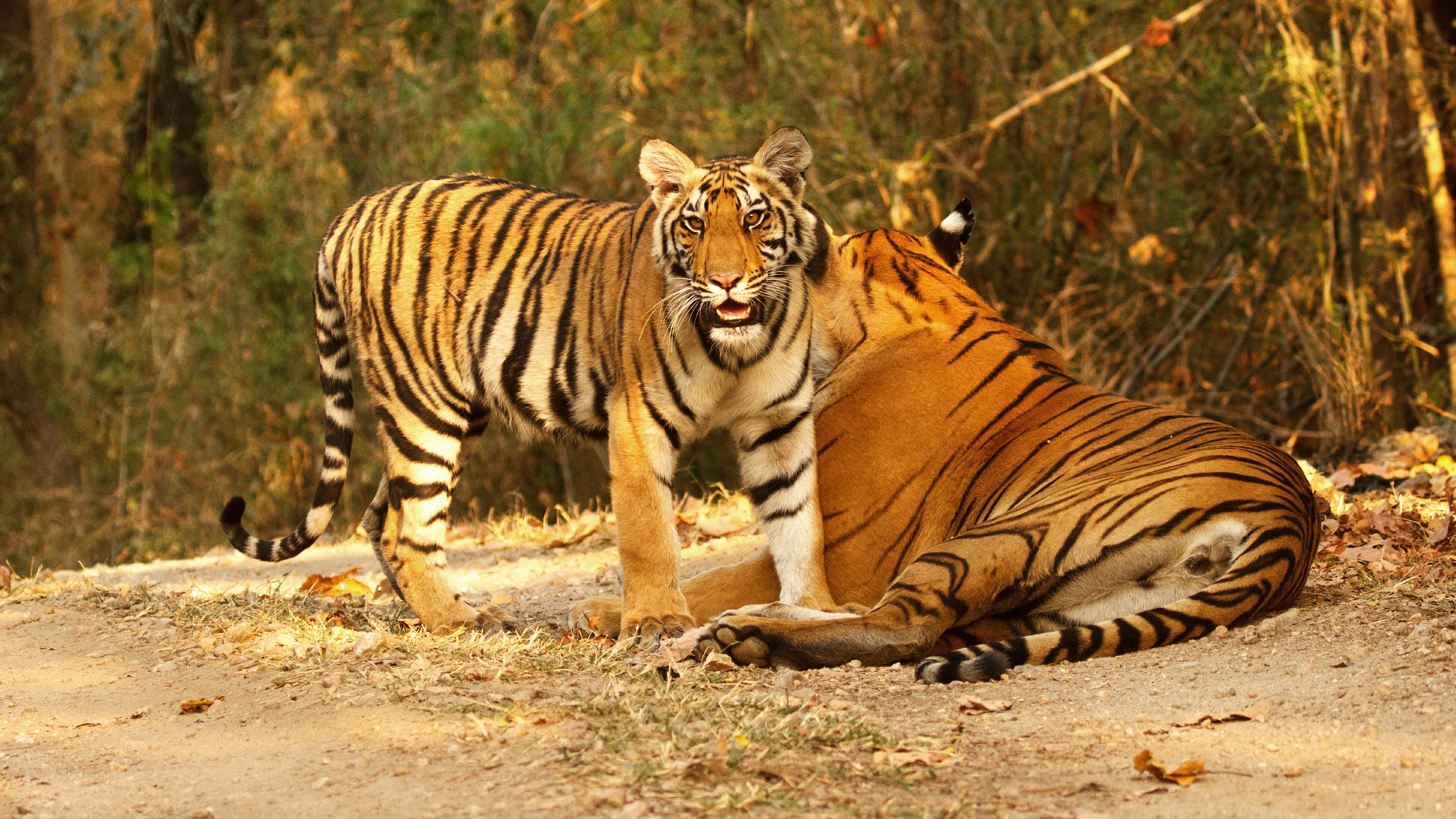 Download Animal Tiger 4k Ultra HD Wallpaper