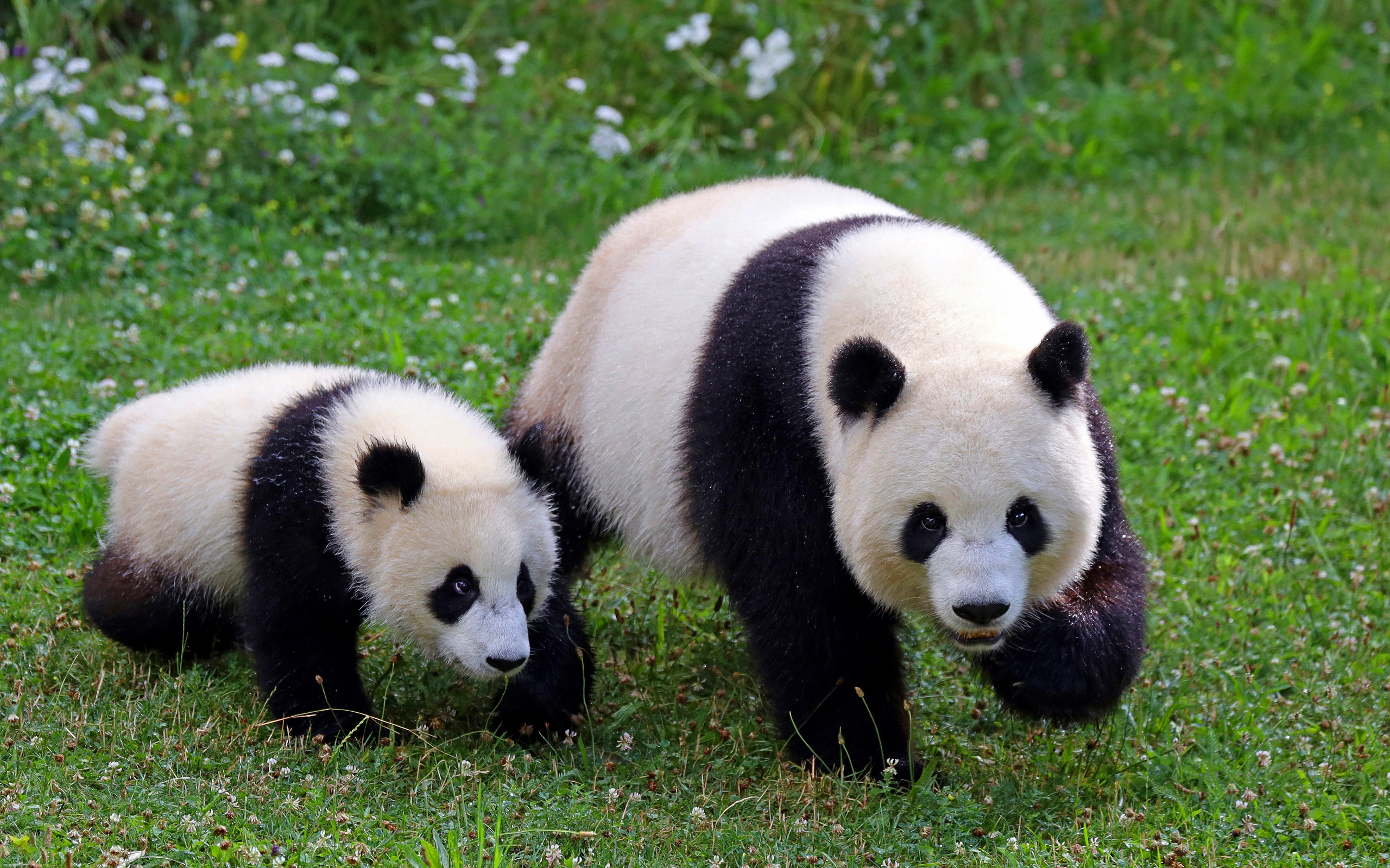 Panda HD Wallpaper | Background Image | 2560x1600