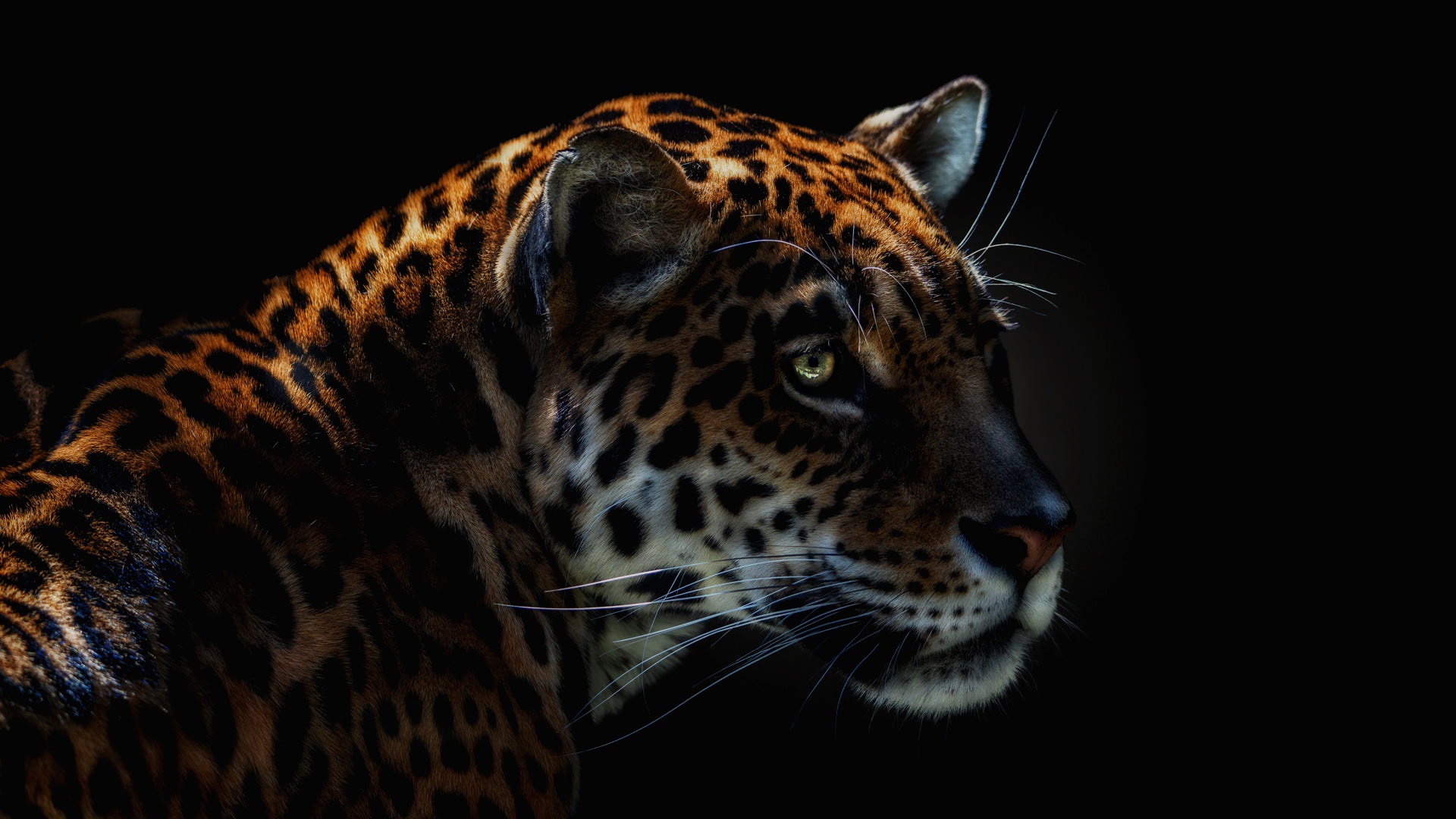 Jaguar Wallpapers Top Free Jaguar Backgrounds Wallpaperaccess | My XXX ...