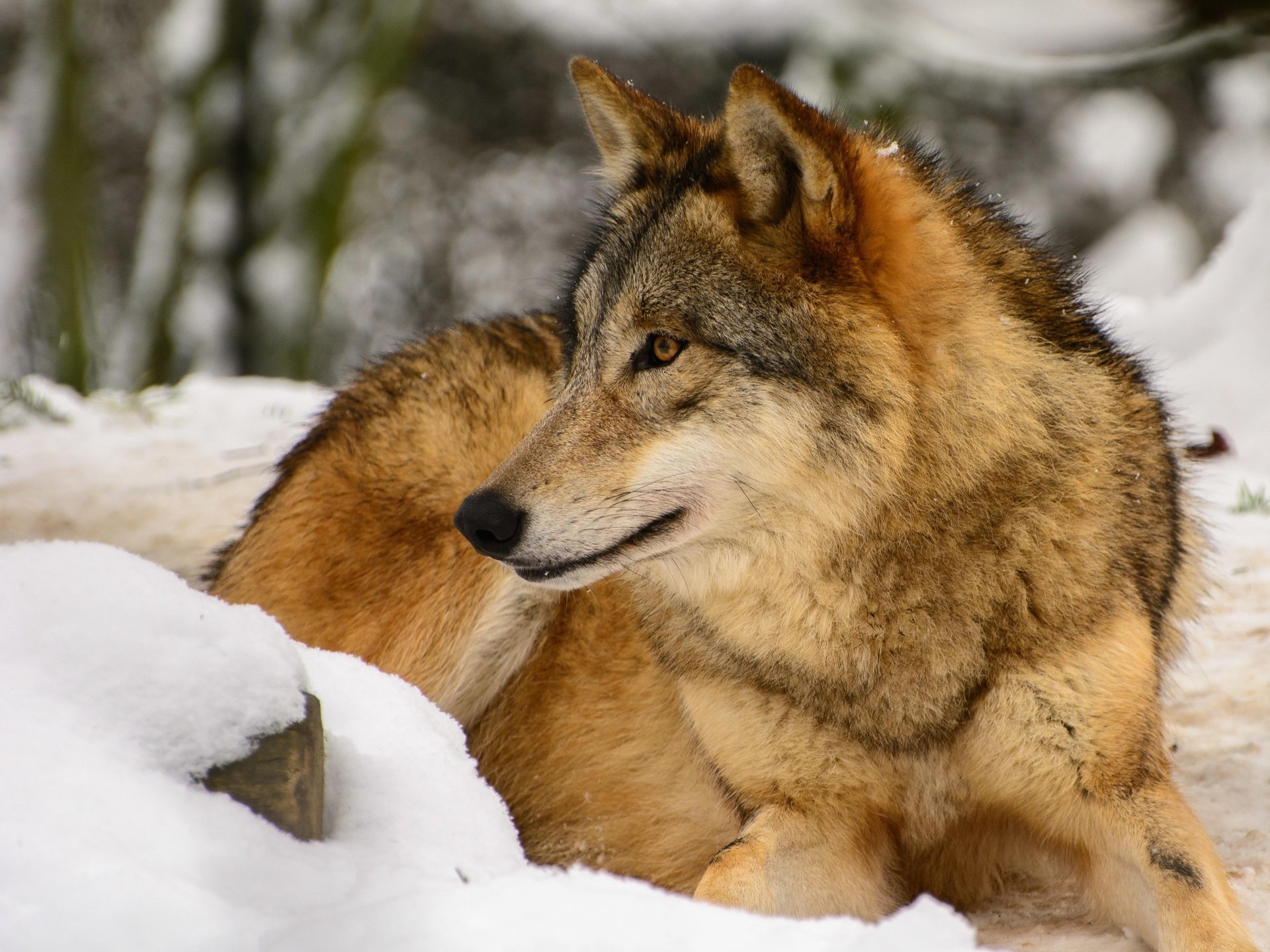 Majestic Wolf in Snow – 4K Ultra HD Wildlife Wallpaper | 4096x3072 ...