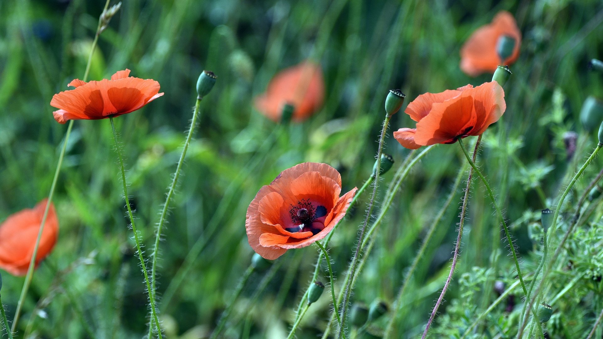 Nature Poppy 4k Ultra HD Wallpaper