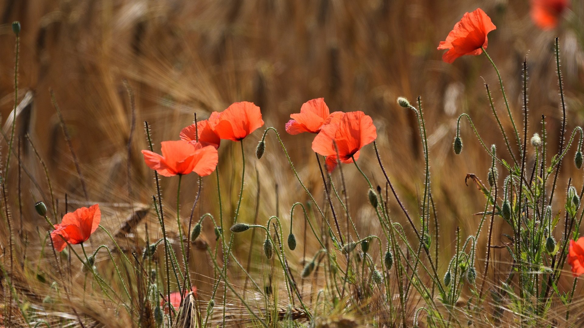 Download Nature Poppy 4k Ultra HD Wallpaper