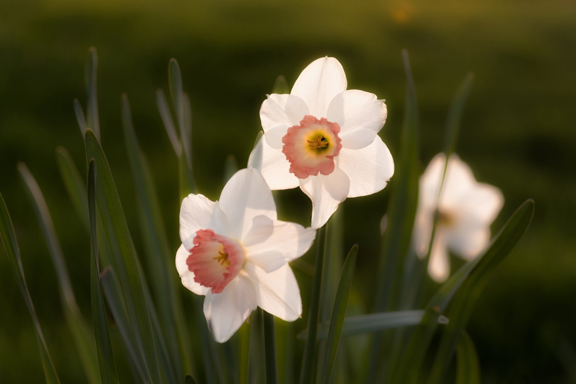Download Nature Daffodil 4k Ultra HD Wallpaper