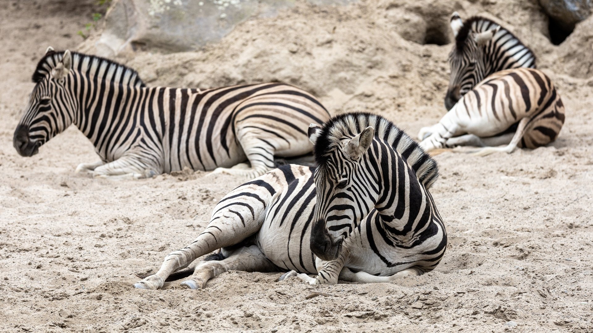 4K Ultra HD PC desktop wallpaper showing three zebras resting on sandy ground, highlighting their distinctive black and white stripes.