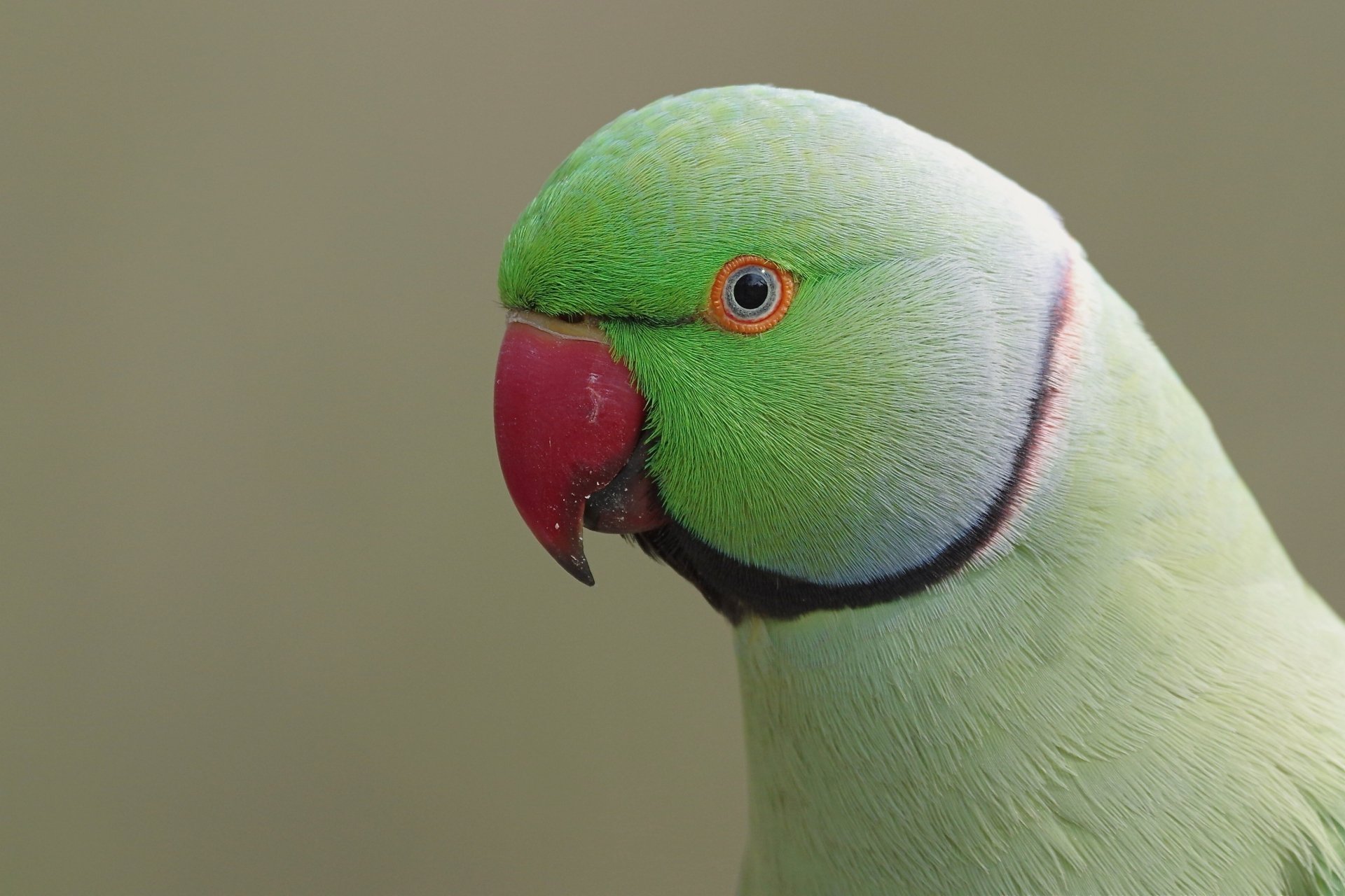 Download Bird Animal Rose-ringed Parakeet HD Wallpaper